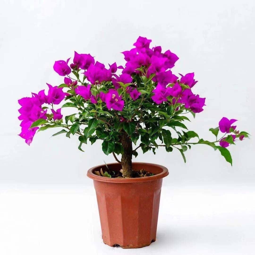 8inch Tall Small Leaf Bougainvillea Flower Vine Y92707