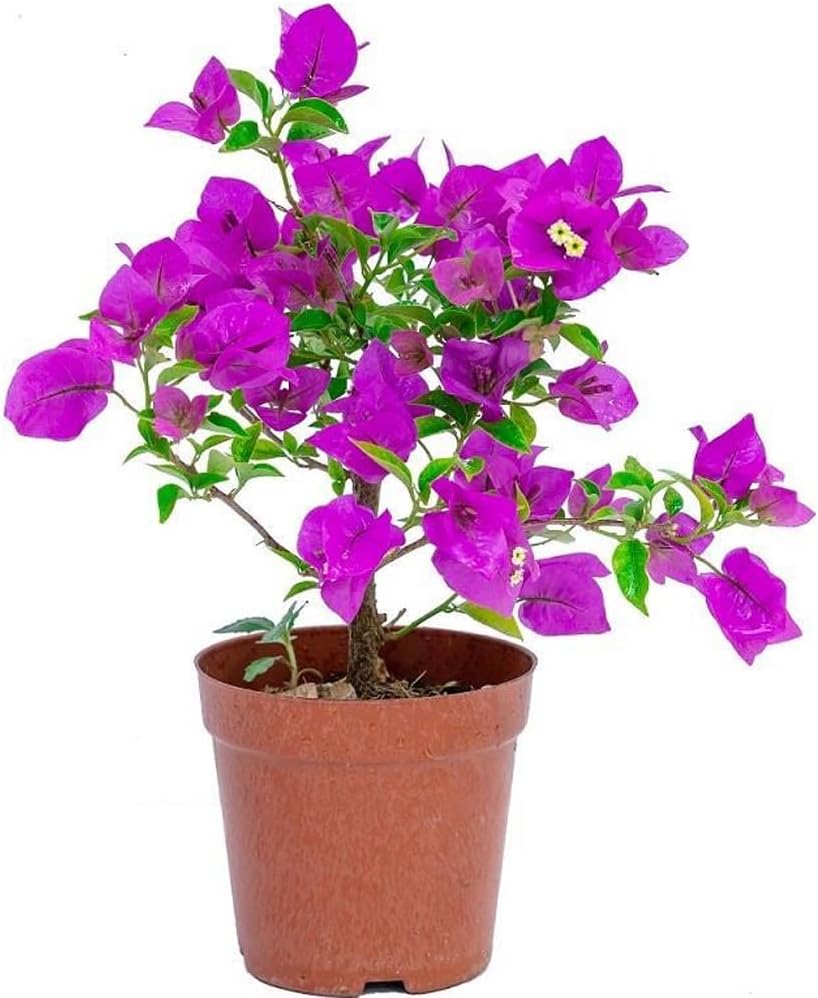 8inch Tall Small Leaf Bougainvillea Flower Vine Y92707